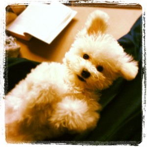 Lacey the Fluff Monster